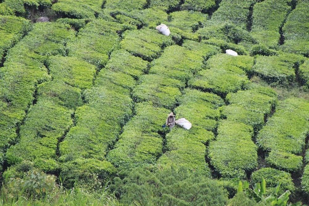 Hotel Double Stars Cameron Highlands Exterior foto